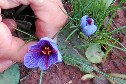 La flor del safrà. Els collidors van haver de cobrir les paneres amb una tela amb un forat al mig per tal que el vent no els prengué les delicades flors de safrà durant l’operació de recollida