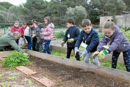 menorca ciutadella camp d'aprendentatge es pinaret ecologia compost s