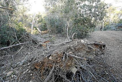 Empresas y `llocsø no han cobrado a?n las ayudas p?blicas por el `cap de fiblÛ ø.