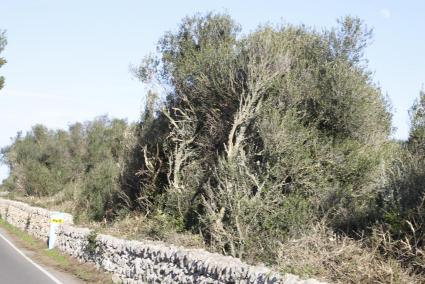 Menorca Javier Coll Carretera Sant Lluis -Es Castell poda Ullastres