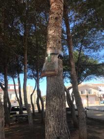 Las anillas de metacrilato impiden que las orugas bajen del árbol. Sant Lluís