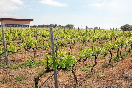 menorca coronavirus covid-19 estat d'alarma ciutadella vinyes de binitord