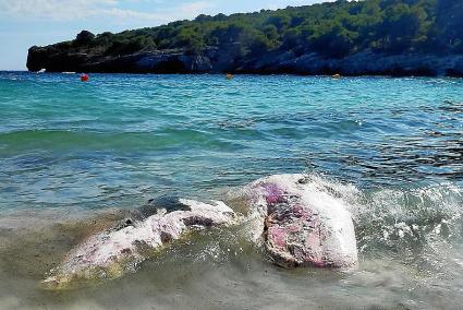 Los cuerpos de los dos animales fueron trasladados a la planta de Milà, en Maó