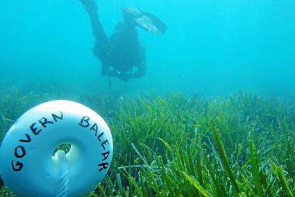 Uno de los buzos que colabora en las labores de monitorizaje de la posidonia en el fondo marino