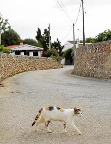 Menorca Sant Lluis / Gemma Andreu / Cami Ses Cases Velles / zona hort