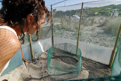 Menorca Mao / Sa Mesquida / Gemma Andreu / Inicio vigilancia voluntar