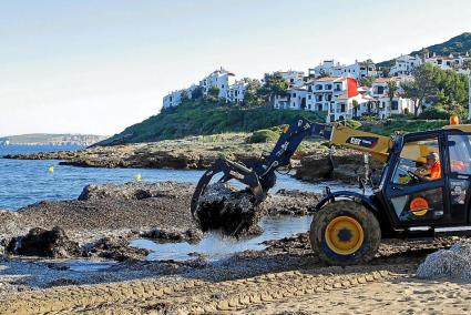 ES MERCADAL. MEDIO AMBIENTE. El Consell justifica la retirada con máquinas de la posidonia húmeda.