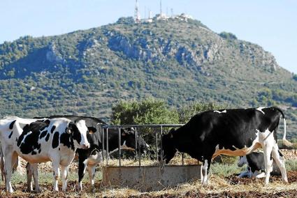 El excedente derivado de la leche de las vacas sigue siendo asumido por las empresas transformadoras. Foto: GEMMA ANDREU