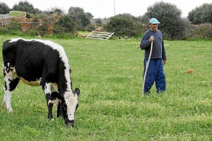 La Vaca de la Reina presenta un pelaje peculiar, ya que una franja blanca recorre su cuerpo desde la cabeza a la cola