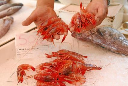 MAHON. PESCA. La gamba roja de Menorca .