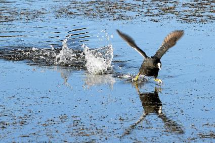 MENORCA - El parque naturalde S¿Albufera ampliará su plantilla con cuatro nuevos técnicos