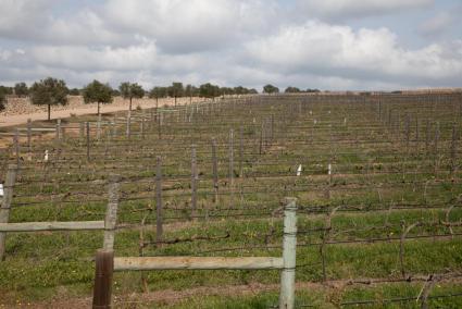 Empiezan a aparecer los primeros brotes de una cosecha que nace marcada por un clima de incertidumbre.