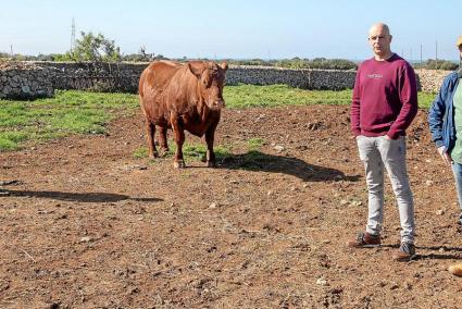 menorca Càrnicas Raima de Ciutadella rafal nou vadella que mataran dia 30 per una experiència gastronòmica