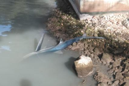 La tintorera ha aparecido muerta debajo del puente de Serpentona.