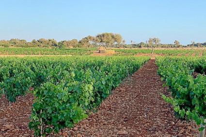 CIUTADELLA - La tierra de Torralba ya da fruto.