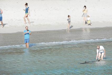 En Cala Galdana. La visita de la tintorera la pasada semana a las aguas de la playa de Ferreries se convirtió en una historia con recorrido a través de las redes sociales