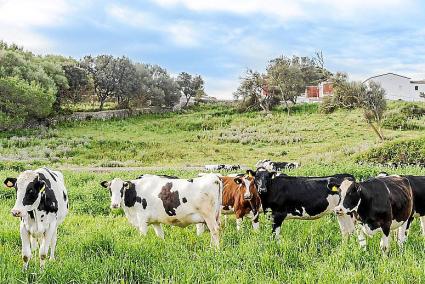 Imagen del campo de la Isla extraída de una página web de uno de los predios que forman parte de la guía promocional