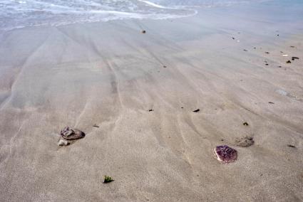 Las medusas, primeras visitantes de la temporada turística en Menorca