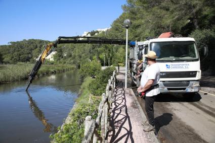 menorca rio cala galdana algas posidonia rio obras retirada