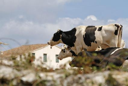 Menorca produce cerca del 80 por ciento de la leche balear con 114 fincas, frente a 18 en Mallorca y dos en Eivissa