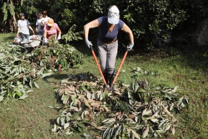 Voluntarios y propietarios de Es Molí de Baix trabajaron ayer intentando recomponer y volver a plantar los árboles recuperables que arrancó la lluvia