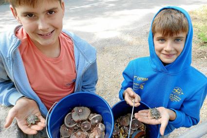 Dos jóvenes recolectores de ‘esclata-sangs’ muestran el ‘botín’ recogido durante una salida por Es Mercadal el pasado fin de semana.