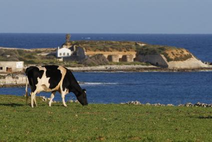 MENORCA - IMAGEN DE UNA VACA PASTANDO EN UN CAMPO MENORQUIN.