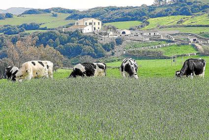 MENORCA - VACAS PASTANDO