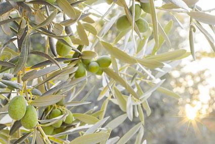 Xylella