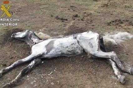 El caballo que participó en Águila Roja muerto por desnutrición.