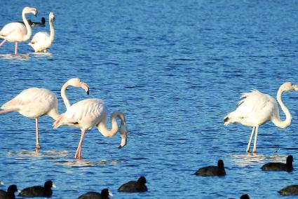 Els flamencs escullen espais com el de ses Salines d’Addaia per criar