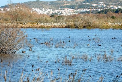 menorca mercadal basses de lluriach fauna aus