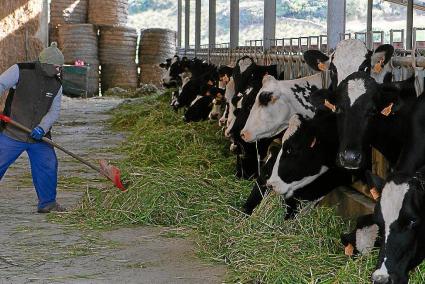 Los ganadores cobrarán casi 40 céntimos por litro de leche.