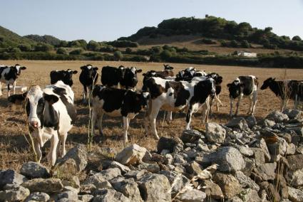 Denuncian que la subida del precio de la leche, que entra en vigor este mes, no llega a cubrir lo que les cuesta producirla