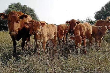 El objetivo de Agroxerxa es ofrecer a los productores locales una herramienta de divulgación, puesto que algunos carecen de página web propia