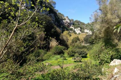 Imagen de la fincal del Molí de Baix, afectada por la presencia de cabras asilvestradas.