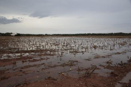 Zona de cultivos inundada este viernes en la finca de Sant Joan Gran de Ciutadella.