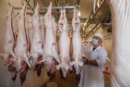 Los matarifes de Ciutadella se desplazan los lunes al matadero de MaÃ³ para sacrificar cerdos