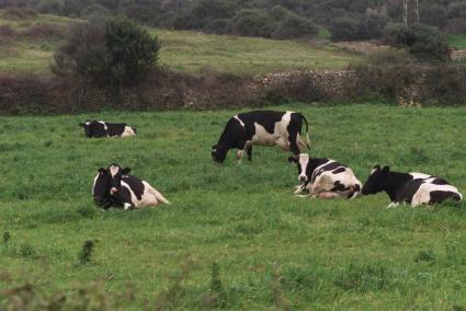 A priori, la actividad extensiva que se practica en la Isla, con vacas en los pastos, es beneficiosa.