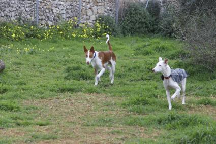 176 perros de caza han sido devueltos en los diez primeros meses del año