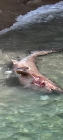 El escualo muerto que ha aparecido en una pequeña cala del Port d'Andratx.