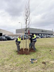 Los trabajos de siembra, que durarán unas semanas, ya se han iniciado.