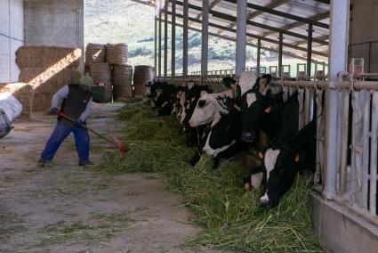 El sector ganadero insular continua luchando por garantizar la rentabilidad de la actividad.