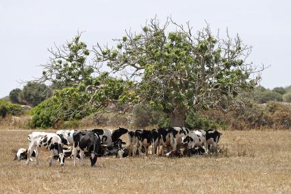 El campo de Menorca aguanta, aunque la situación sigue difícil