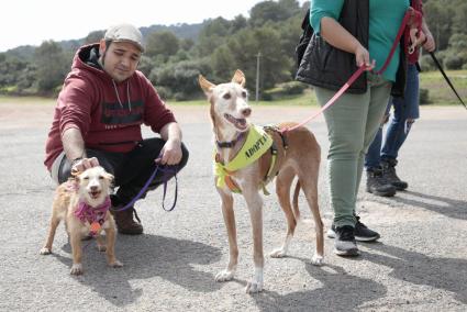 En el centro de la imagen, uno de los animales que fue adoptado el pasado domingo en Es Mercadal