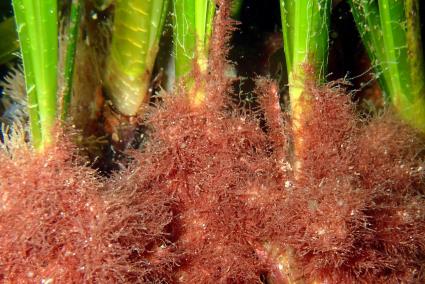 ‘Acrothamnion preissii’, algas alóctonas que han presentado carácter invasor, es una gran amenaza para la posidonia