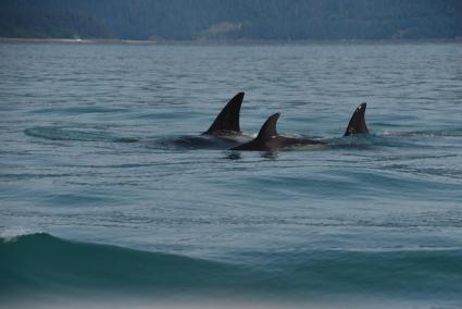 Orcas en el Estrecho