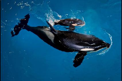 Orcas en libertad