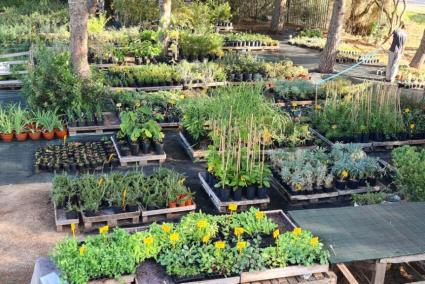 Les plantes aromàtiques, com ara el romaní o la lavanda, suporten millor la calor i consumeixen poca aigua.