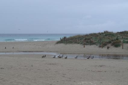 Un conjunto de aves en las aguas del Prat de Son Bou.